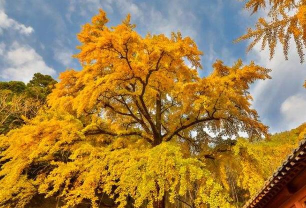 銀杏樹(shù).jpg 銀杏樹(shù).jpg