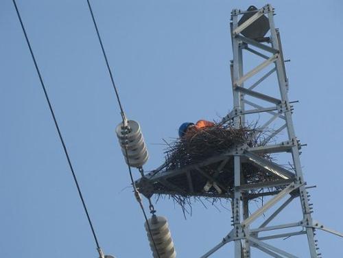 驅(qū)鳥3.jpg 驅(qū)鳥3.jpg